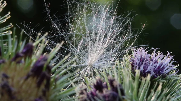 Sonnensterne Brechen Durch Das Laub Sun Stars Break Leaves — Photo