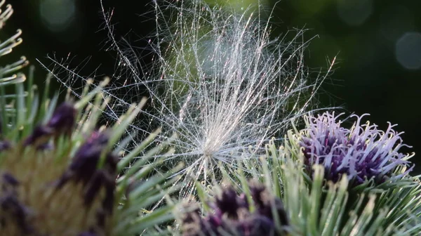 Sonnensterne Brechen Durch Das Laub Sun Stars Break Leaves — 图库照片