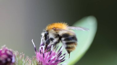 Çalışkan nektar toplayıcısı iş başında