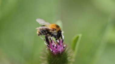 Çalışkan nektar toplayıcısı iş başında
