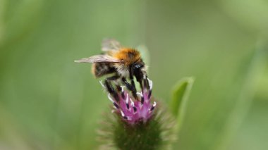Çalışkan nektar toplayıcısı iş başında