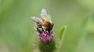 Çalışkan nektar toplayıcısı iş başında