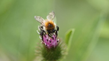 Çalışkan nektar toplayıcısı iş başında