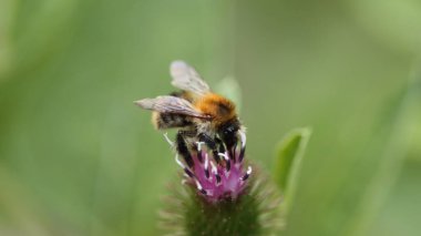 Çalışkan nektar toplayıcısı iş başında