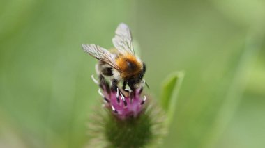 Çalışkan nektar toplayıcısı iş başında