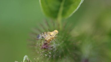 Çalışkan nektar toplayıcısı iş başında