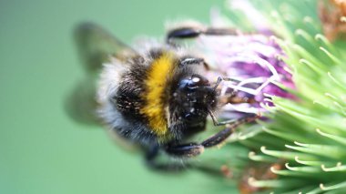 Çalışkan nektar toplayıcısı iş başında