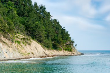 Hill orman karşılamak tarafından deniz kaplı.