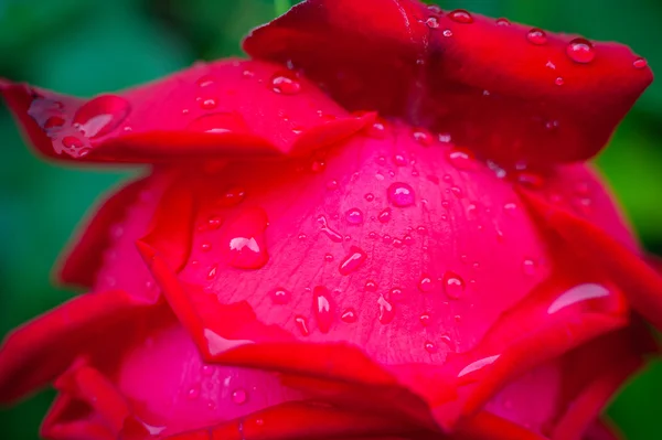 Gouttelettes sur les pétales de rose — Photo