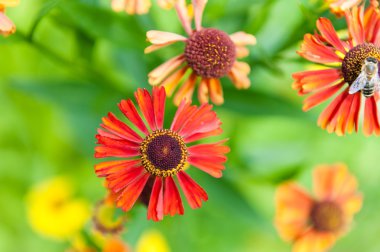 Arı ile parlak kırmızı helenium çiçekler