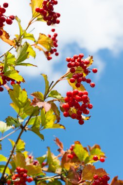 demet kırmızı üvez