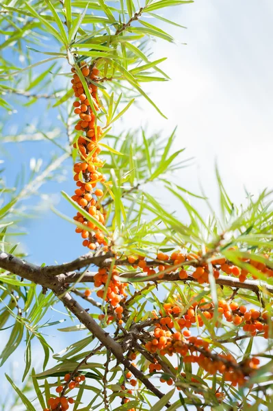 Branch with berries of sea buckthorn — Stock Photo, Image