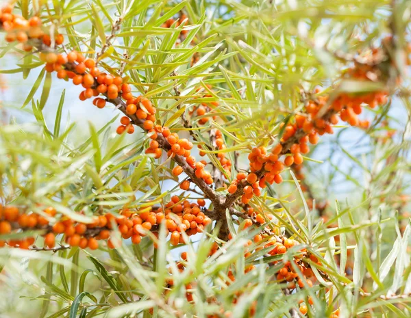 Ramo con bacche di olivello spinoso — Foto Stock