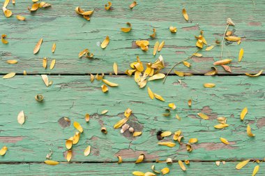 Yeşil tablo yapraklarda