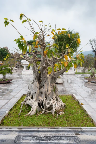 在寺灵 Ung 宝塔越南岘港盆景树 — 图库照片