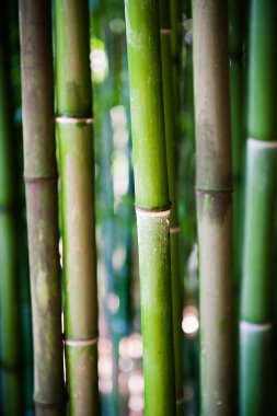 Bambu kaynaklanıyor