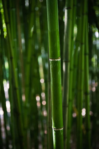 竹干 — 图库照片