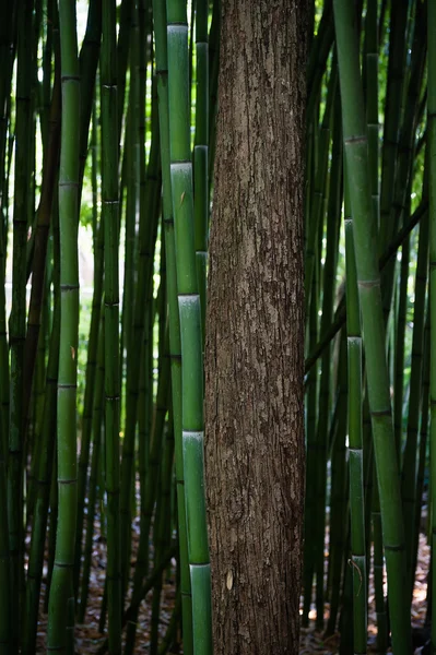 竹茎和树的树干 — 图库照片
