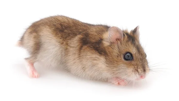 Dvärg Grå Hamster Isolerad Vit Bakgrund — Stockfoto