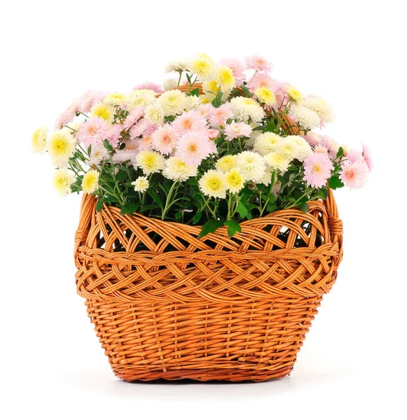 Herfst Mooie Kleurrijke Bloemen Van Chrysant Mand Geïsoleerd Witte Achtergrond — Stockfoto