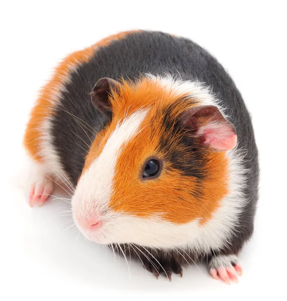 Cerdo Indias Aislado Sobre Fondo Blanco Gracioso Guineapig —  Fotos de Stock