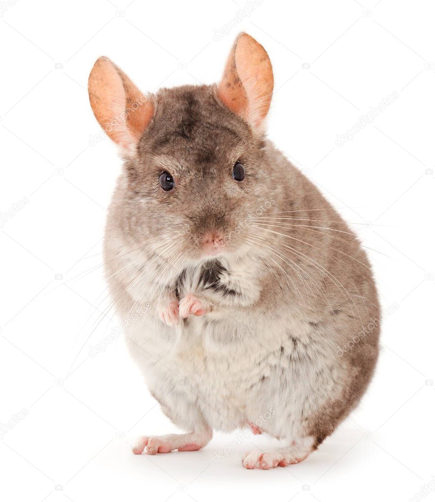 Little gray chinchilla isolated on white background.