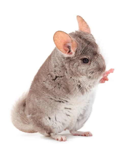 Kleine Grijze Chinchilla Geïsoleerd Witte Achtergrond — Stockfoto