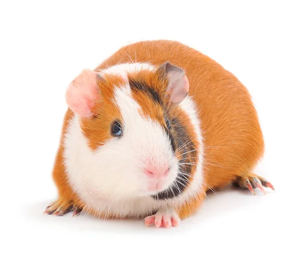 Guinee Varken Geïsoleerd Witte Achtergrond Grappig Cavia — Stockfoto