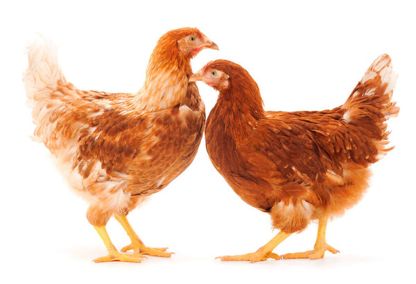 Two young brown hens isolated on white background.