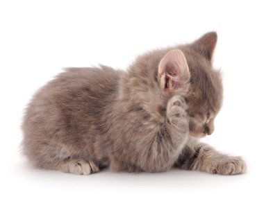 Küçük gri kedi yavrusu beyaz arka planda yatıyor..