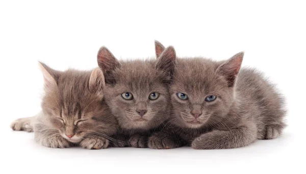 3匹の小さなグレーの子猫が白い背景に横たわっています — ストック写真