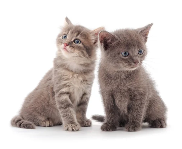 Два Маленьких Серых Котенка Белом Фоне — стоковое фото