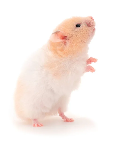 Dwarf White Hamster Isolated White Background — Stock Photo, Image