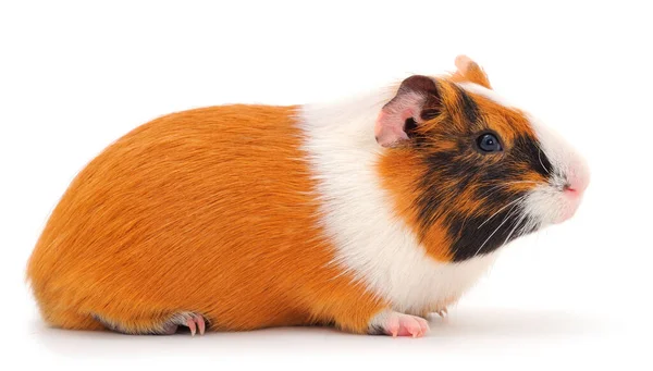 Cochon Guinée Isolé Sur Fond Blanc Est Drôle Guineapig — Photo