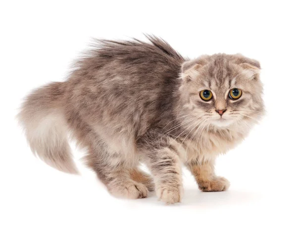 Pequeño Gatito Gris Sobre Fondo Blanco —  Fotos de Stock