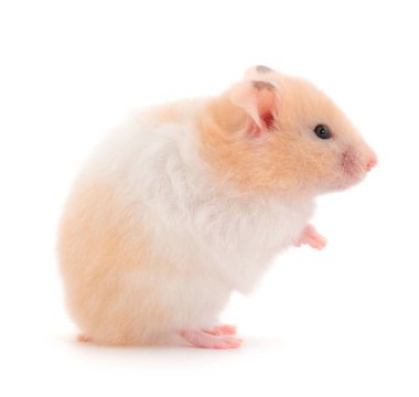 Beyaz arka planda izole edilmiş cüce beyaz hamster..