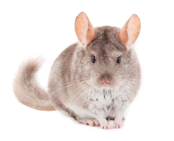 Pequeña Chinchilla Gris Aislada Sobre Fondo Blanco —  Fotos de Stock