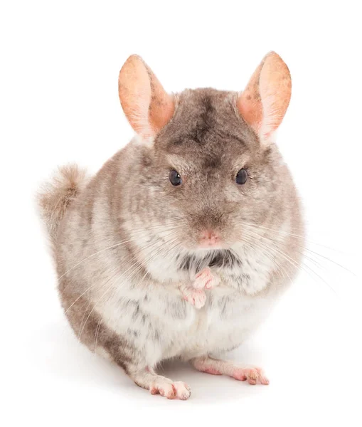 Pequeña Chinchilla Gris Aislada Sobre Fondo Blanco — Foto de Stock