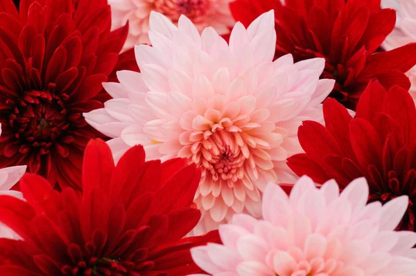 Beautiful Bouquet Chrysanthemum Flowers — Stock Photo, Image