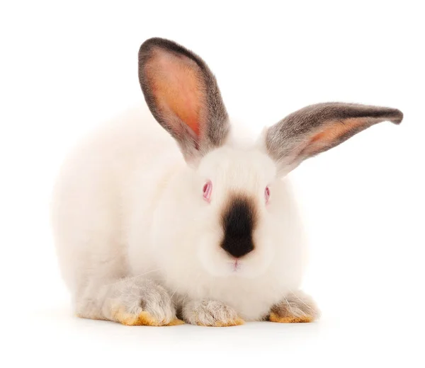 Conejo Blanco Aislado Sobre Fondo Blanco —  Fotos de Stock
