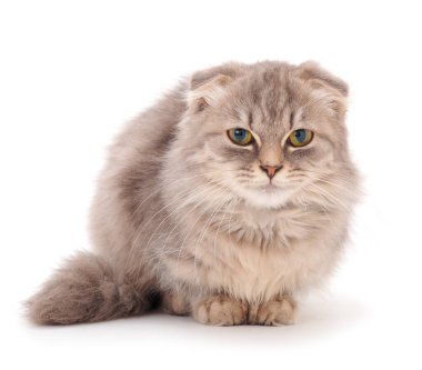 Beyaz arka planda küçük gri kedi yavrusu.