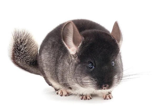 Pequeña Chinchilla Gris Aislada Sobre Fondo Blanco — Foto de Stock