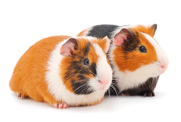 Twee Cavia Geïsoleerd Witte Achtergrond Grappig Cavia — Stockfoto