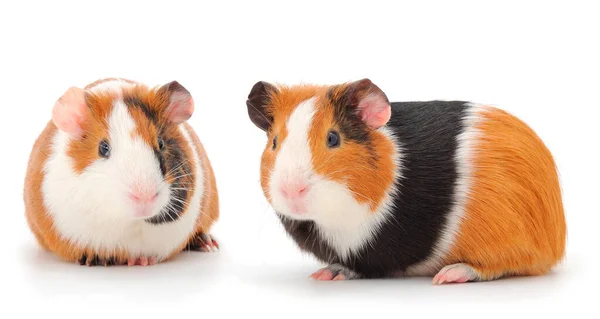 Twee Cavia Geïsoleerd Witte Achtergrond Grappig Cavia — Stockfoto