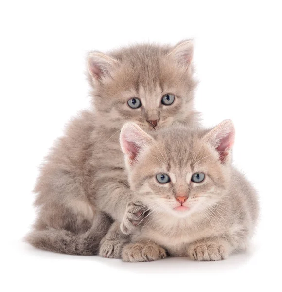 Dois Pequeno Gatinho Cinza Fundo Branco — Fotografia de Stock