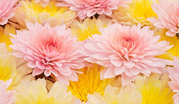 Gyönyörű Krizantém Virágcsokor — Stock Fotó