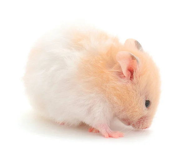 Hamster Branco Anão Isolado Fundo Branco — Fotografia de Stock