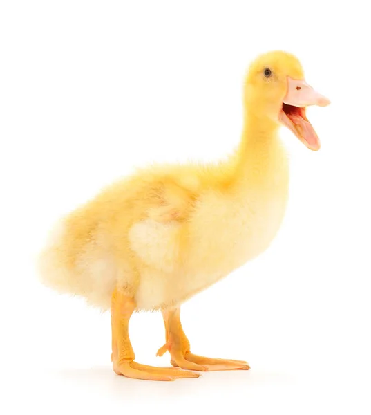 Young Cute Duckling Standing Isolated White Background — Stock Photo, Image