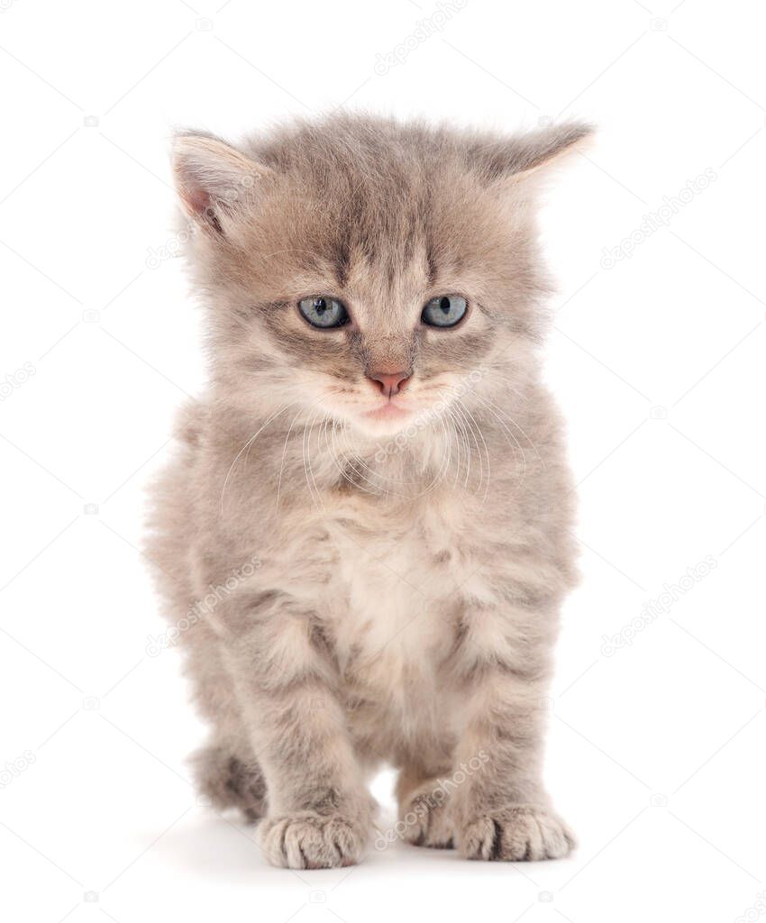 Small gray kitten on a white background.