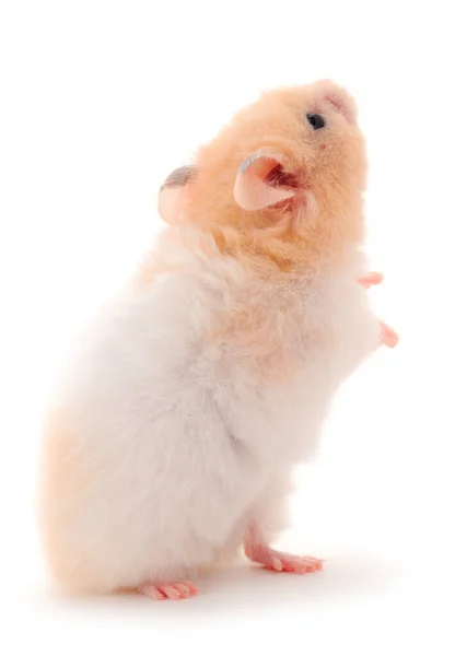 Dwarf White Hamster Isolated White Background Stock Photo